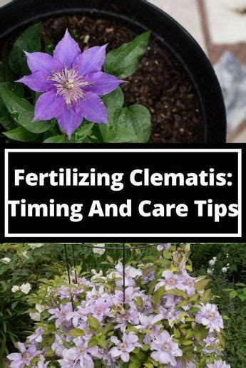 Fertilize Your Clematis: A Comprehensive Guide to Nutrients, Applications, and Timing