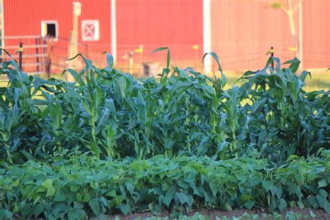 Fertilize Your Corn Plant for a Bumper Harvest