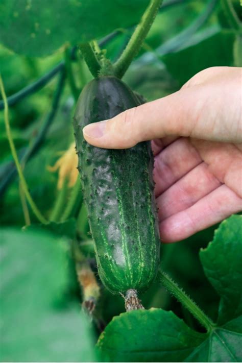 Fertilize Your Cucumbers for a Stellar Harvest: A Comprehensive Guide