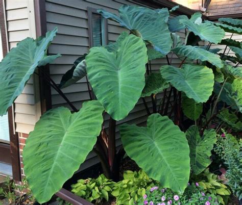 Fertilize Your Elephant Ears for Stunning Foliage and Vigor