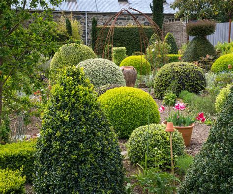 Fertilize Your Evergreens for Vibrant Growth and Year-Round Beauty