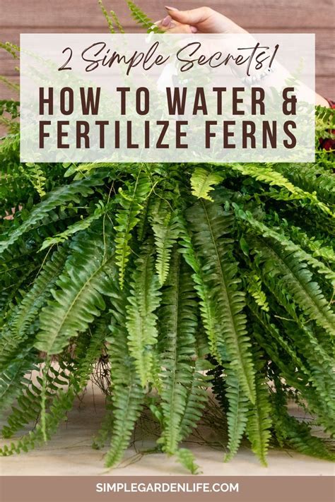 Fertilize Your Ferns: 7 Secrets to Lush, Healthy Foliage