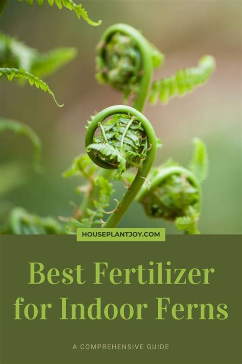 Fertilize Your Ferns: A Comprehensive Guide to Feeding for Foliage Excellence