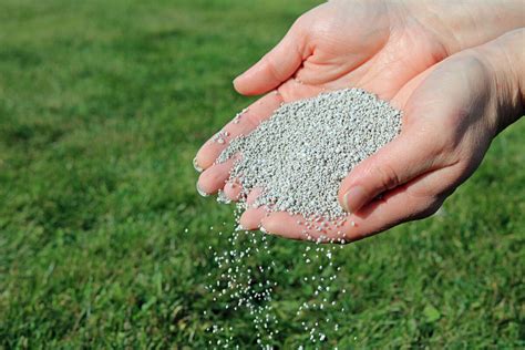 Fertilize Your Fescue Like a Pro: A 5-Step Guide for Lush, Healthy Greens