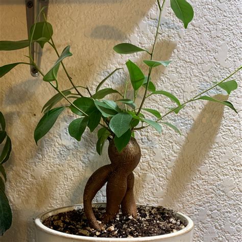 Fertilize Your Ficus Tree: 5 Easy Steps to Ensure Lush, Healthy Growth