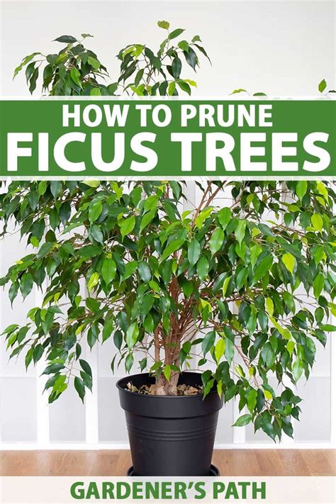 Fertilize Your Ficus Tree: A 5-Step Guide to Nurturing Your Green Giant