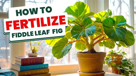 Fertilize Your Fiddle Leaf Fig: 10 Steps to Lush Growth