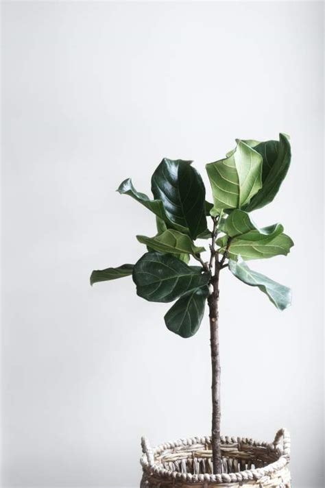 Fertilize Your Fiddle Leaf Fig: A Comprehensive Guide