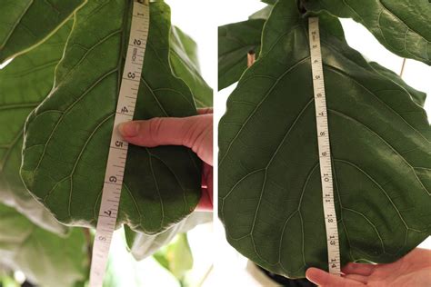 Fertilize Your Fiddle Leaf Fig for Lush Growth