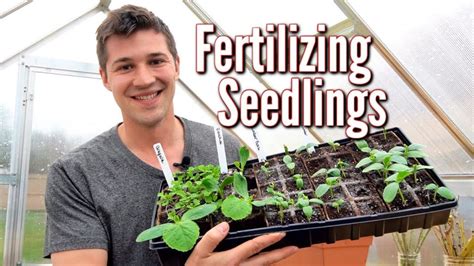 Fertilize Your Grass Seedlings: A Step-by-Step Guide to Success