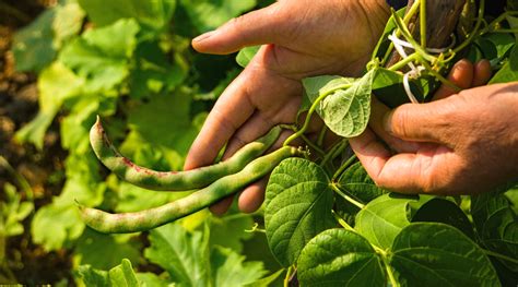 Fertilize Your Green Beans for an Epic Harvest: 10,000+ Character Guide