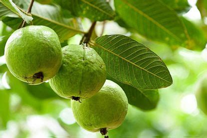 Fertilize Your Guava Plant for a Bountiful Harvest