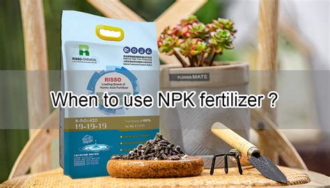 Fertilize Your Hemlocks: A Guide to NPK and More