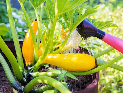 Fertilize Your Herbs for the Best Taste and Growth