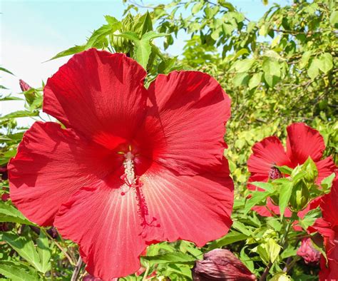 Fertilize Your Hibiscus for a Blooming Paradise