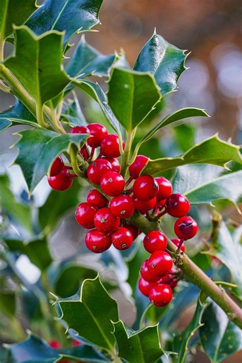 Fertilize Your Holly Plants for a Lush and Healthy Landscape