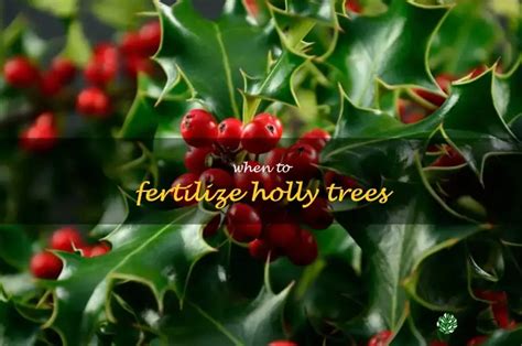 Fertilize Your Holly for a Bountiful Harvest: A Comprehensive Guide