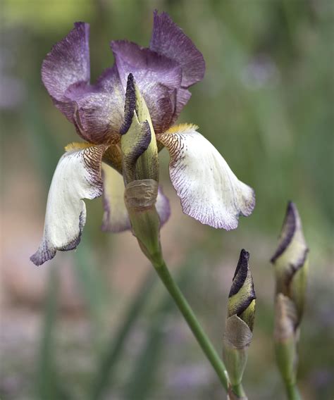 Fertilize Your Irises for Up to 30% More Blooms