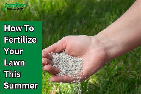 Fertilize Your Lawn in Summer Like a Pro: 3 Easy Steps to Green Success