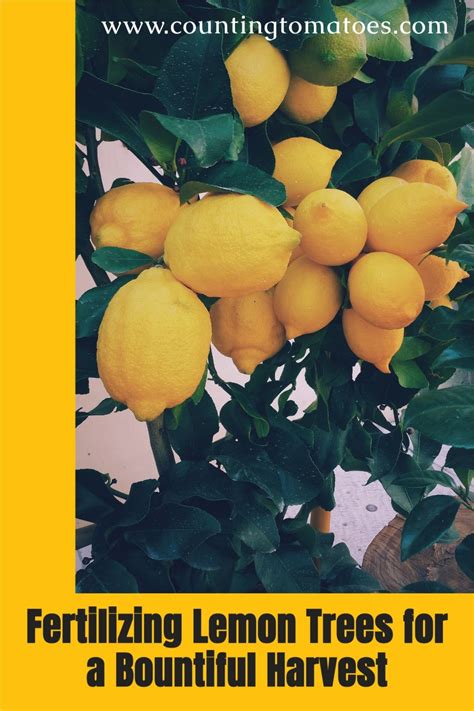 Fertilize Your Lemon Tree for a Bountiful Harvest