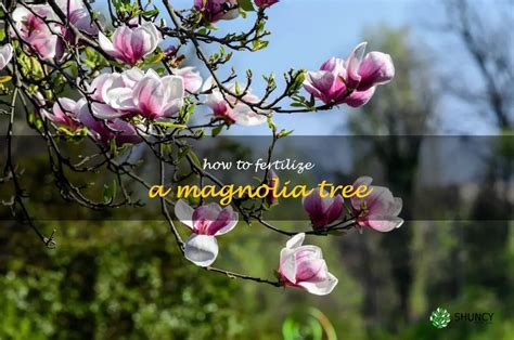 Fertilize Your Magnolia Bush: 5 Essential Tips for Blooming Beauties