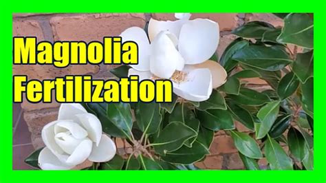 Fertilize Your Magnolia Tree for Optimal Health and Abundant Blooms