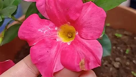 Fertilize Your Mandevilla for 2023 Success