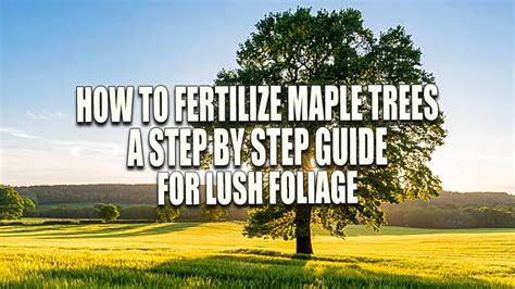 Fertilize Your Maple Trees: A Comprehensive Guide