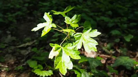 Fertilize Your Maples to the Max: A Guide for Lush, Vibrant Trees