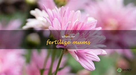 Fertilize Your Mums for Maximum Bloom