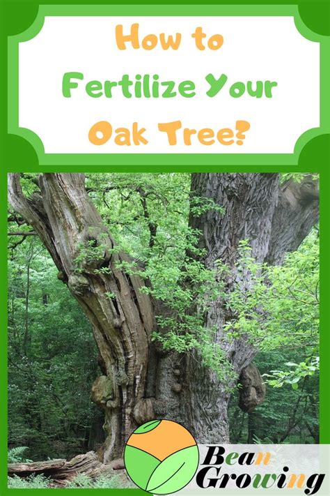 Fertilize Your Oak Tree in 5 Easy Steps