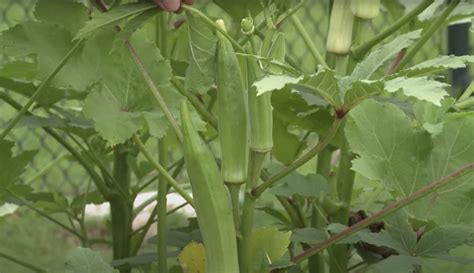 Fertilize Your Okra for a Bumper Harvest: A Comprehensive Guide