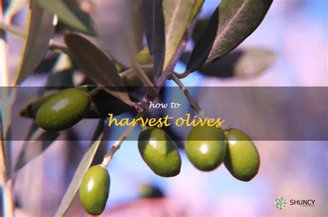 Fertilize Your Olive Trees for Bountiful Harvests: A Comprehensive Guide