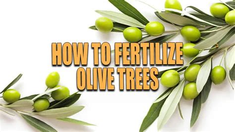 Fertilize Your Olive Trees for an Abundant Harvest