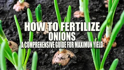 Fertilize Your Onions for Maximum Growth: 5 Steps to Onion Utopia