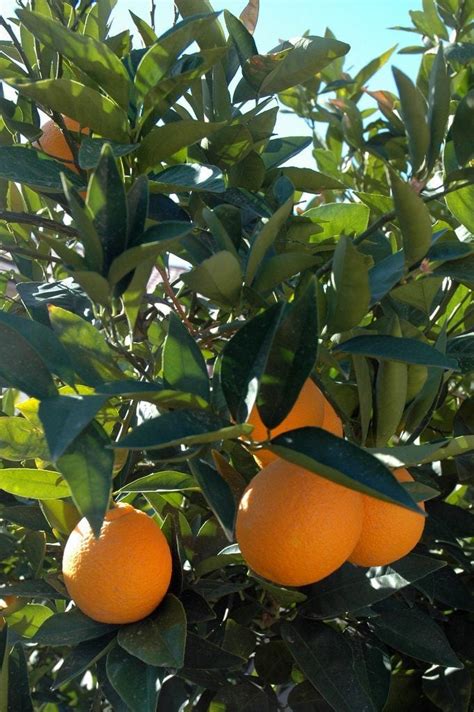 Fertilize Your Oranges with These 2023 Insider Secrets