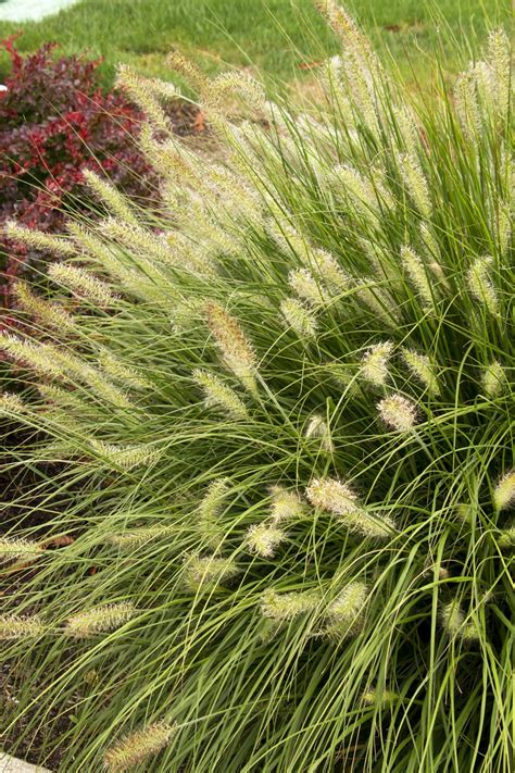 Fertilize Your Ornamental Grasses for Lush, Vibrant Beauty