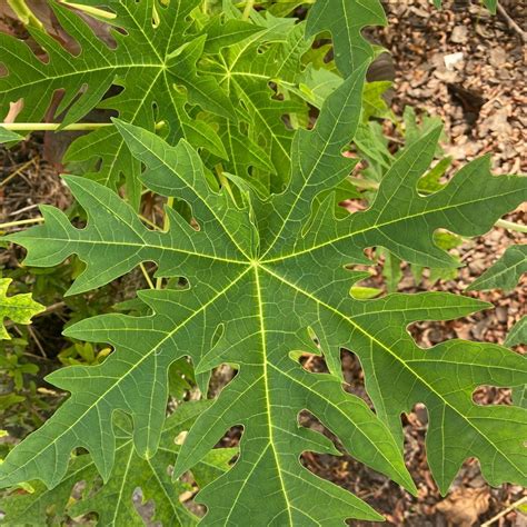 Fertilize Your Papaya Plant to Yield 50% More!