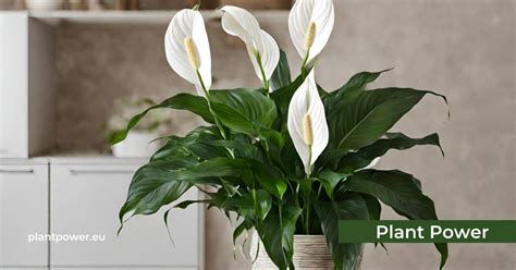 Fertilize Your Peace Lily (Spathiphyllum) Plant: The Ultimate Guide