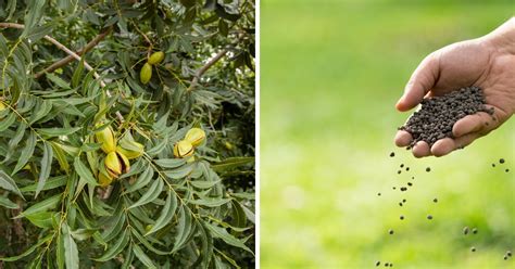 Fertilize Your Pecan Trees for Bountiful Harvests: A Comprehensive Guide