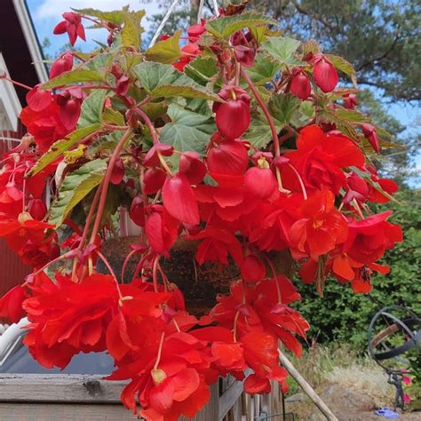 Fertilize Your Pendula Begonias: 9 Unbelievable Benefits