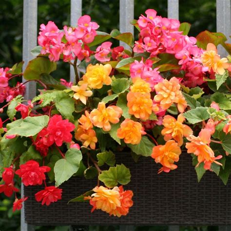 Fertilize Your Pendula Begonias for Spectacular Blooms