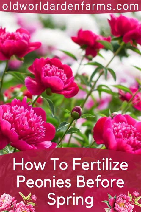 Fertilize Your Peonies: 3 Must-Know Steps for Blooming Beauties