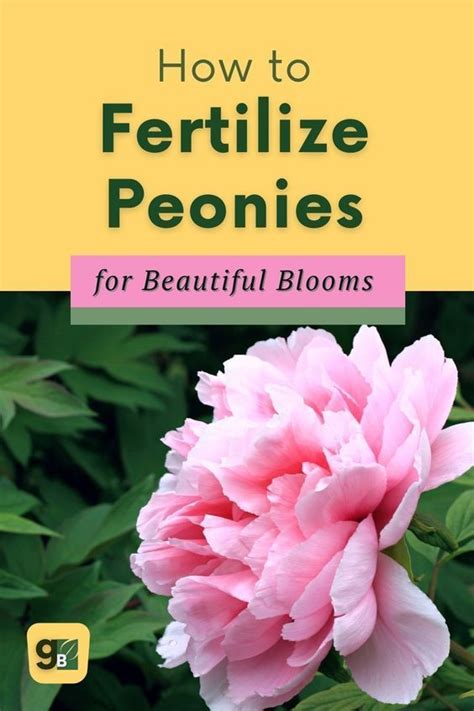 Fertilize Your Peonies: The Ultimate Guide