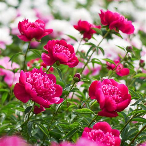 Fertilize Your Peonies for 10X the Blooms