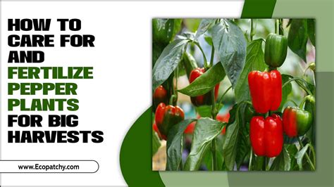 Fertilize Your Pepper Plants Like a Pro: A Comprehensive Guide to Bountiful Harvests