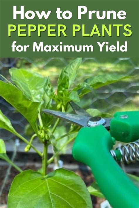 Fertilize Your Peppers for Maximum Yield