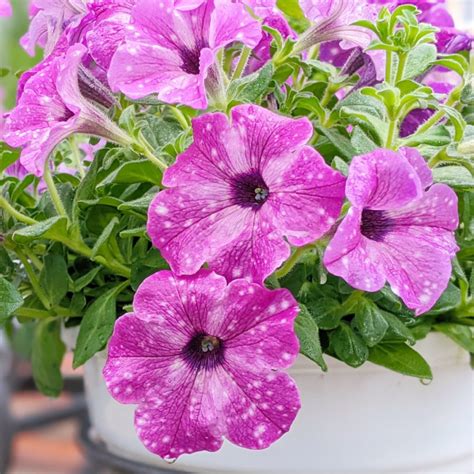 Fertilize Your Petunias for 100% Bloom Power