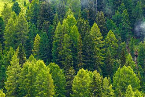 Fertilize Your Pine Trees for a Thriving Landscape: A Comprehensive Guide