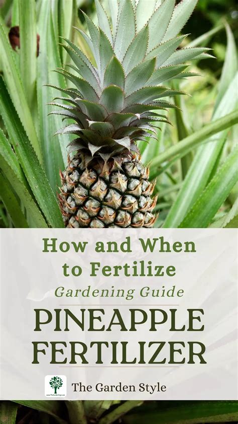 Fertilize Your Pineapple Plant for a Bountiful Harvest: A Comprehensive Guide